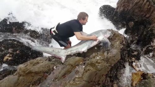 [图]Thresher Shark