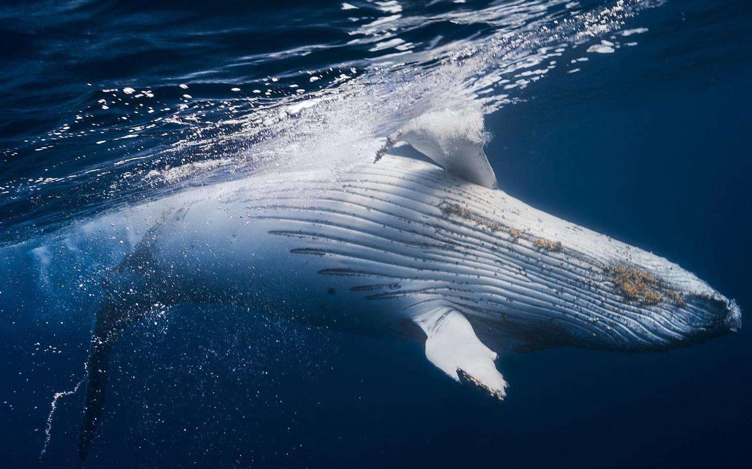青岛近海鲸鱼出没,一起来听鲸叫