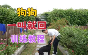 Download Video: 狗狗一叫就回训练教程