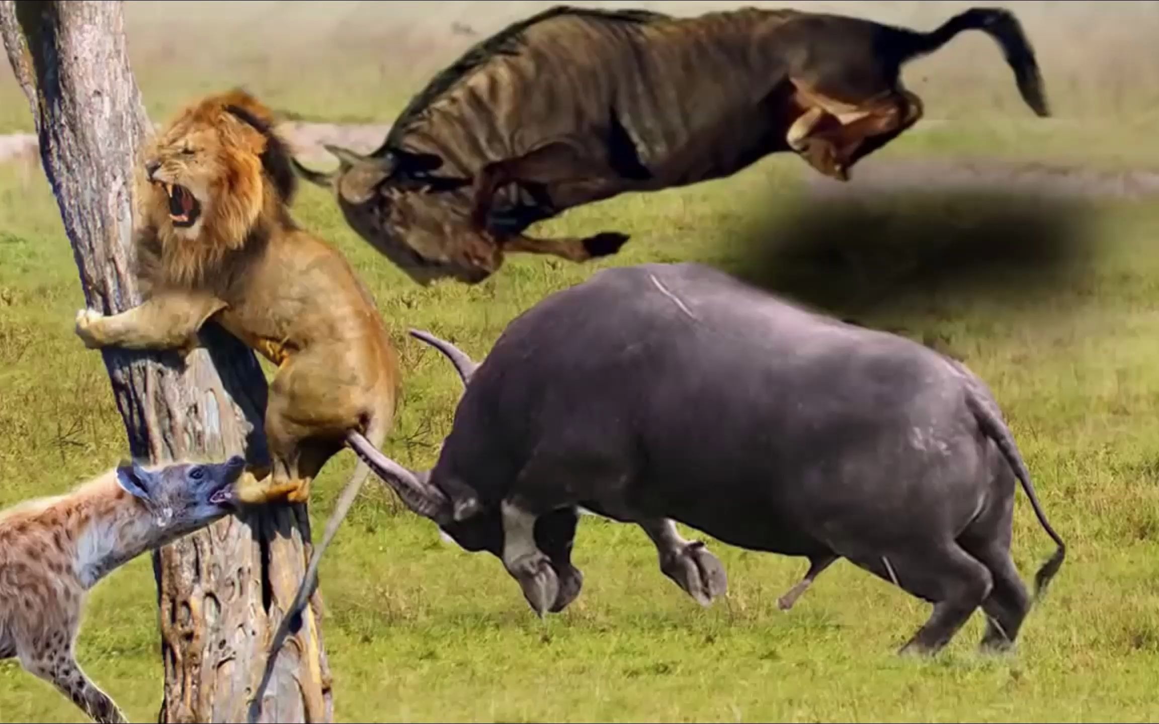 狮子与水牛斗争, 谁才是赢家!