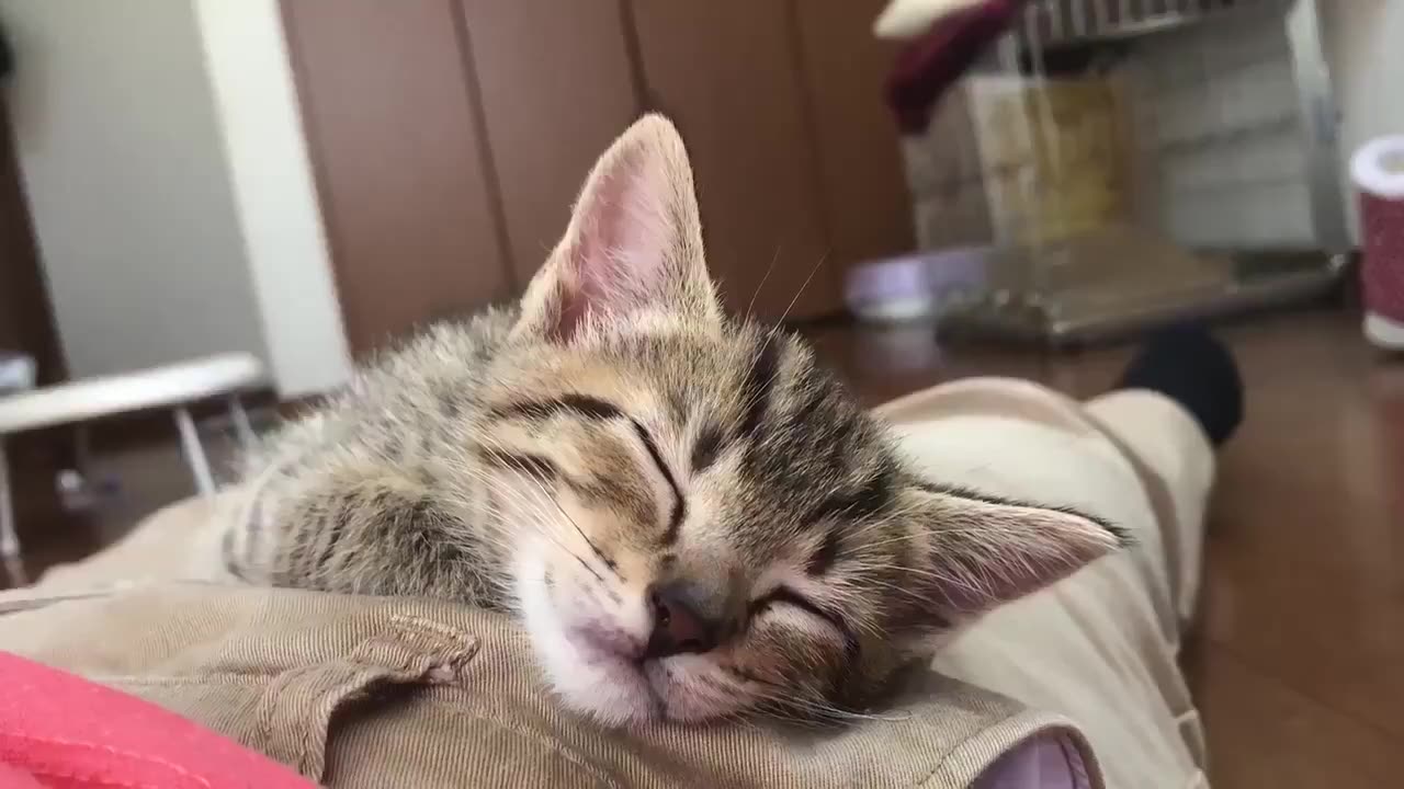 撒娇娇要趴在肚子上睡觉的小奶猫,这谁顶得住啊!(twi: neko_mrc)