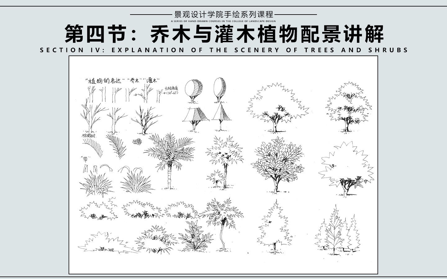 第四节:乔木与灌木植物配景讲解哔哩哔哩bilibili