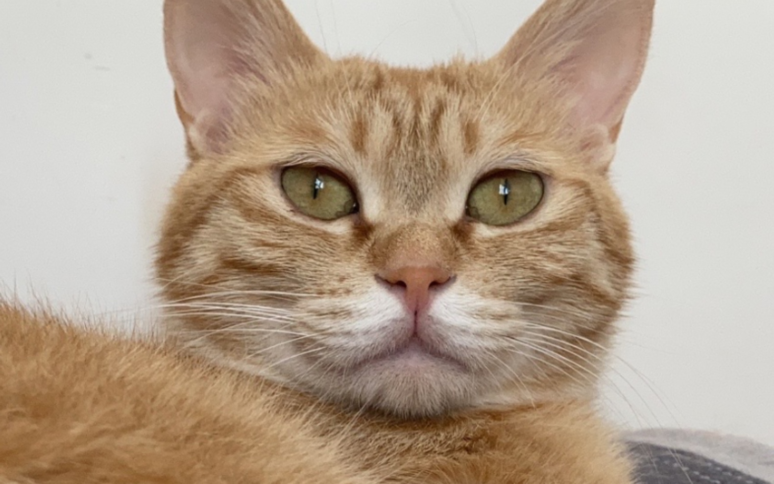 【is-s-5 忏悔】忏悔?不.