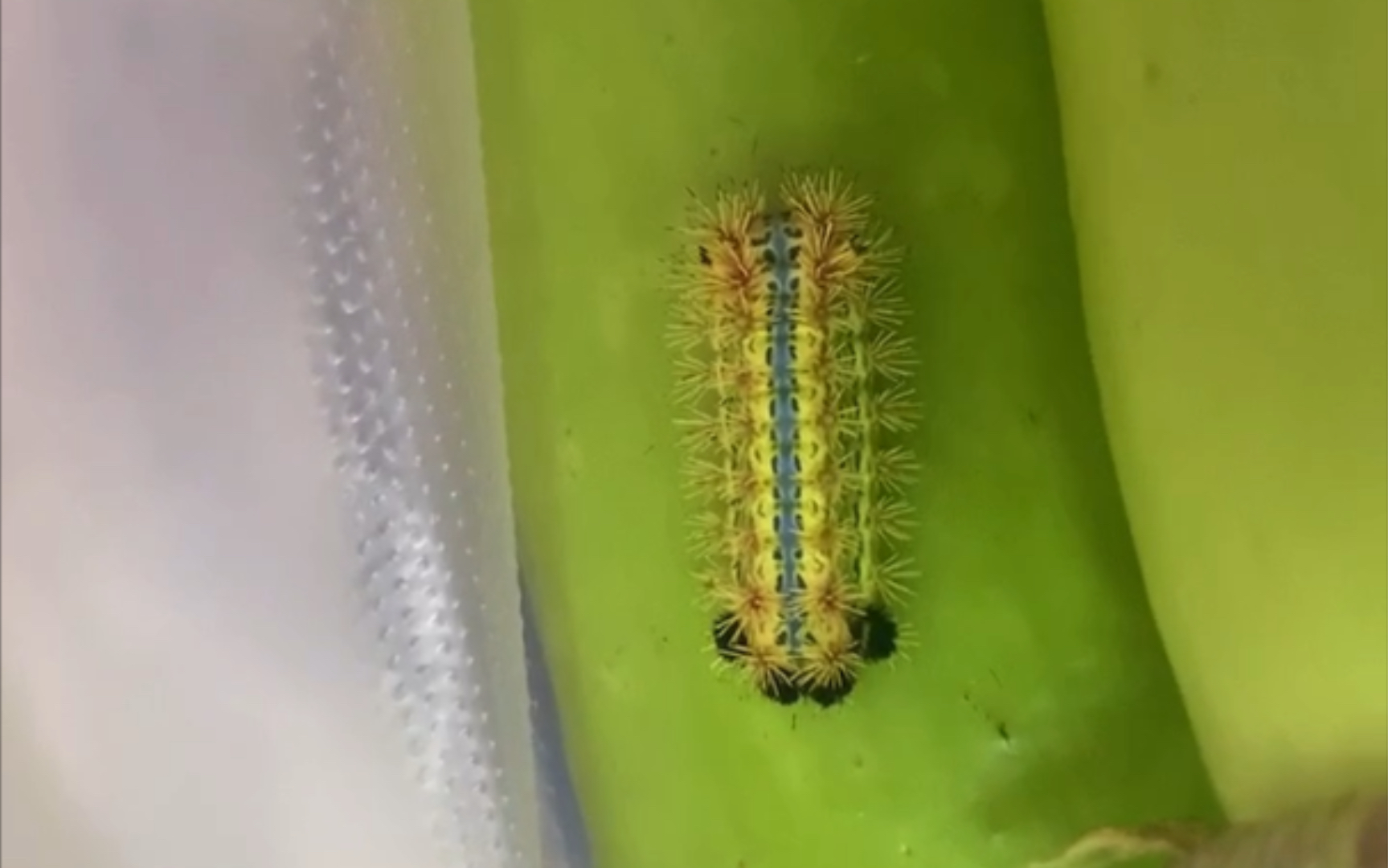 黄金毛毛虫 带刺儿,刺毛,不小心就中招了