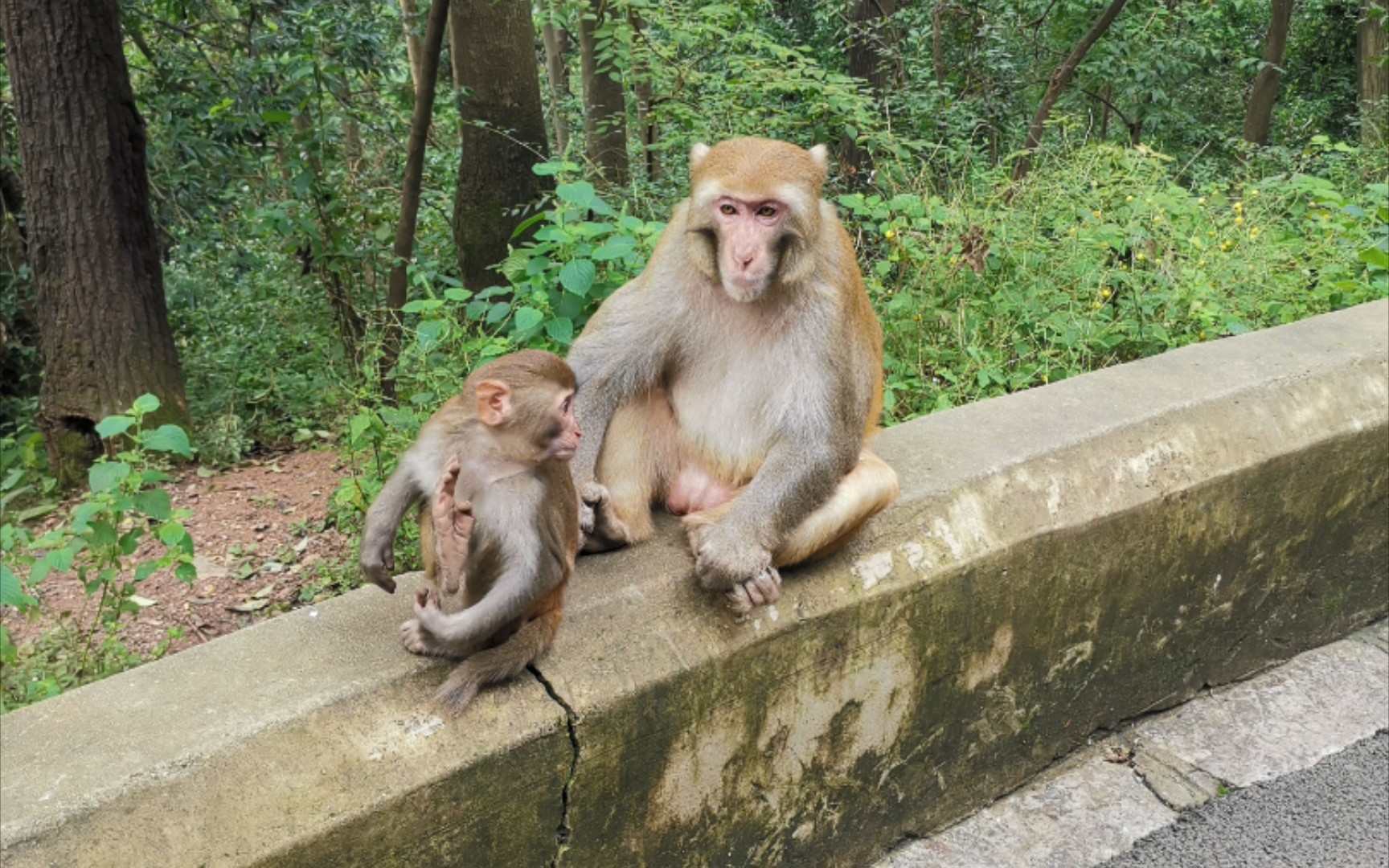 黔灵山猴儿(二)