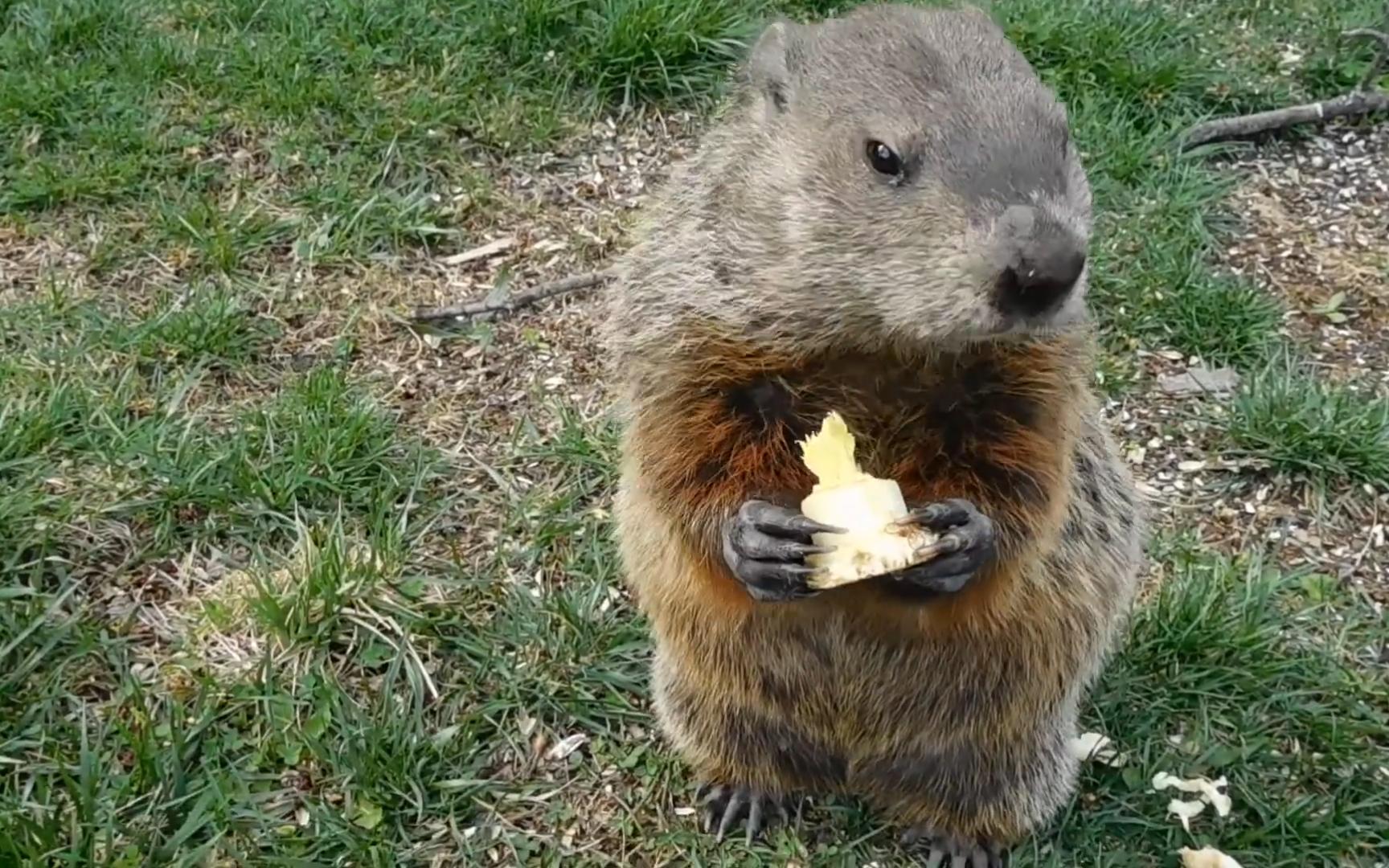 土拨鼠,让大家看看你的爪子吧!