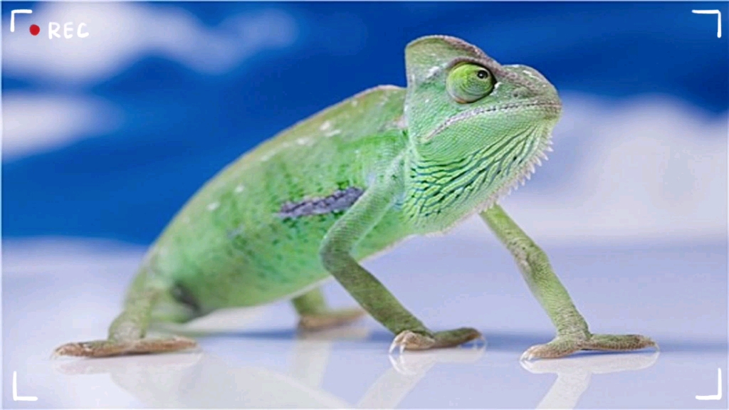 可爱动物3:我家有可爱萌宠第6049期