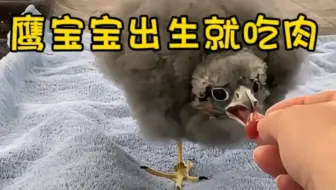 鹰宝宝出生就吃肉