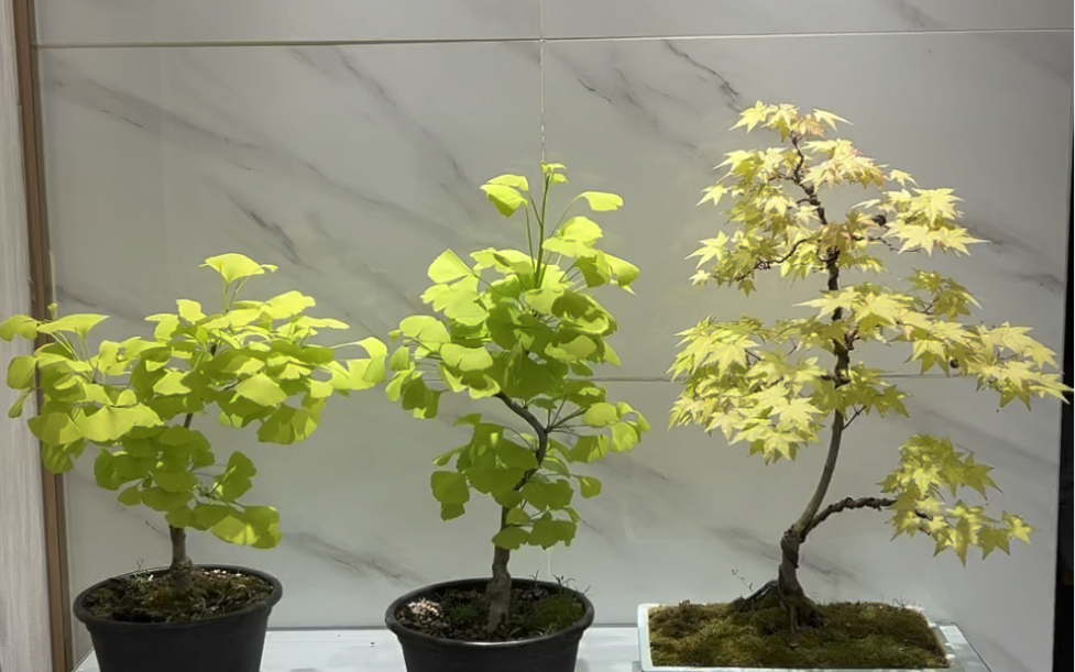 不能错过枫树茜的变色