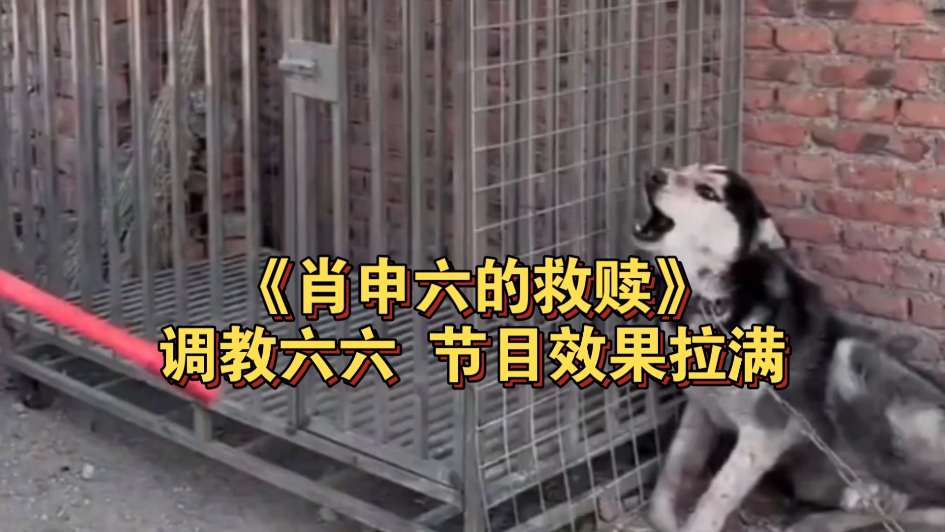 补档.经典老番:《肖申六的救赎》六六从进入园区，到获得自由全部合集