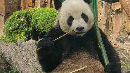 〔大熊猫〕虎虎每天都乖乖的呢.因为网站后台原因弹幕和评论可能需要隔天刷视频才可以发布成功哔哩哔哩bilibili