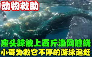 Descargar video: 座头鲸被上百斤的渔网缠绕，获救后的它竟和孩子一起为人类献舞！