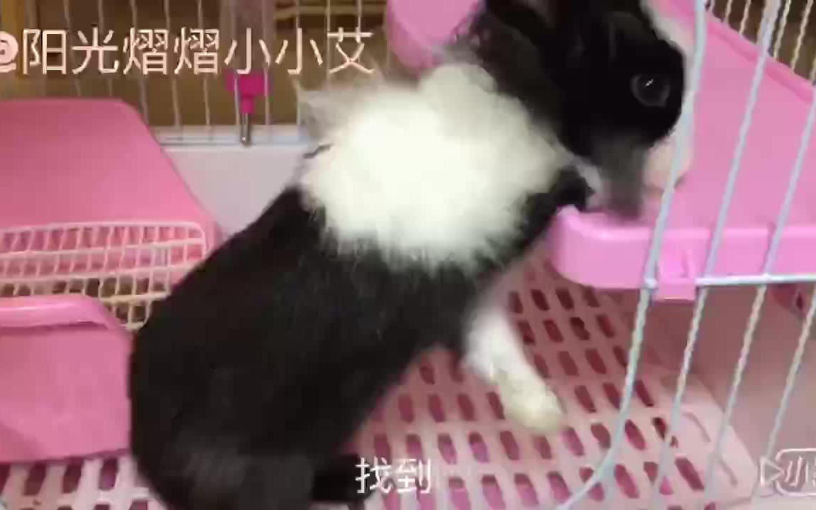 猫猫兔张小艾跳来跳去吃兔粮哔哩哔哩bilibili