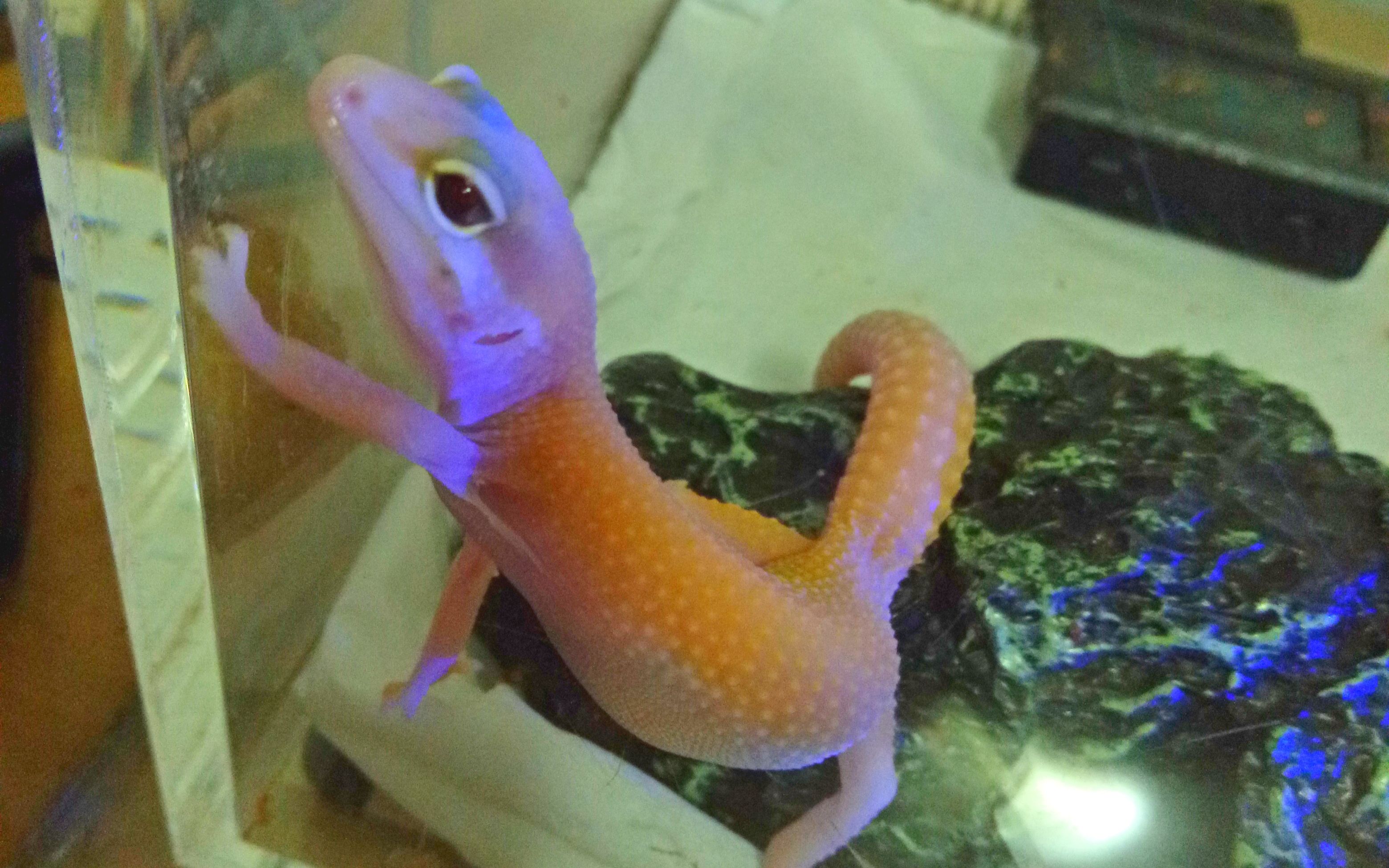 【守宫】这是一只自带bgm的守宫