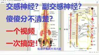 Télécharger la video: 第16节：内脏神经总论，交感神经到底是啥？一次说明白