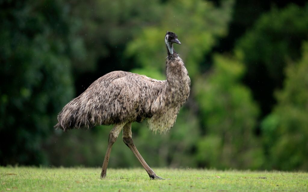 鼎盛堂鸸鹋油的功效(鼎盛堂鸸鹋油:天然滋补,改善肝肾功能)