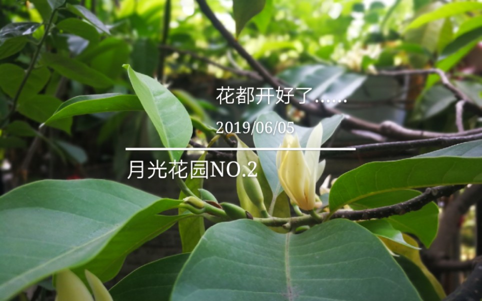 【月光花园NO.2】黄果兰开花/番茄青椒茄子果情/月季小苗种植一周近况哔哩哔哩bilibili