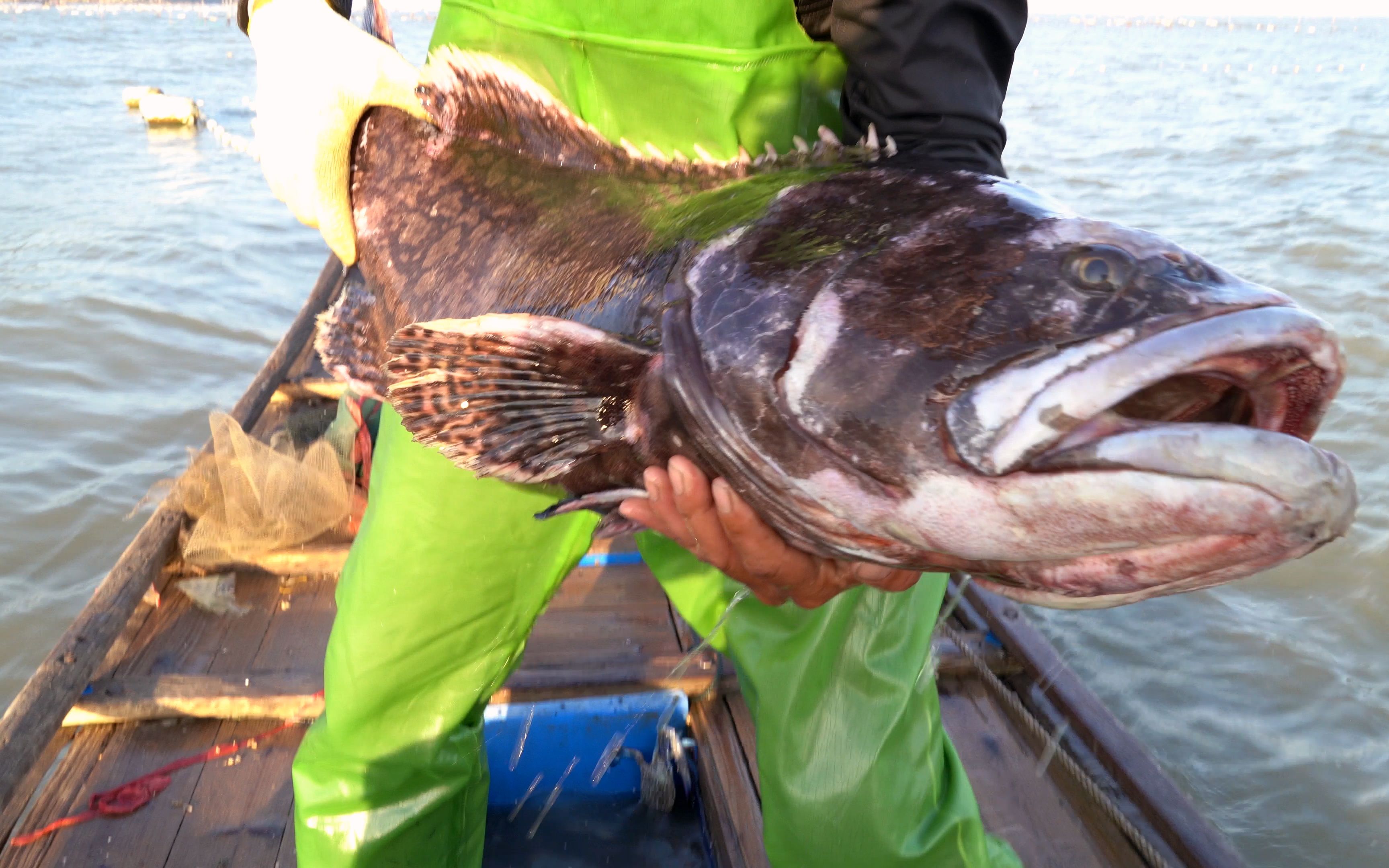 阿兴的大网又立战功,收上几十斤的大龙趸,足足卖了1400块