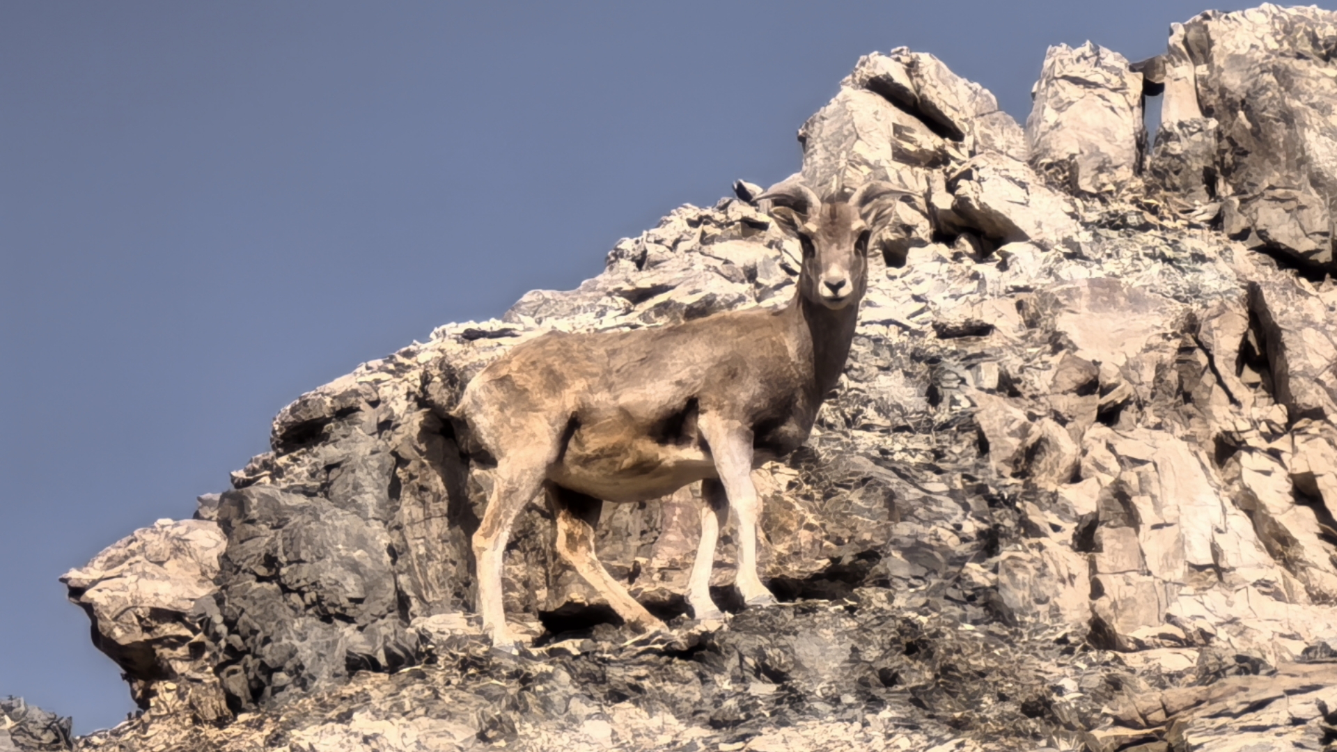 上山偶遇黄羊 幸运加倍🎉