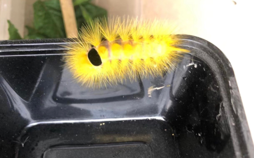 快来围欢一下这条黄金毛毛虫,它是天生的艺术家,请看它打理过的花枝条