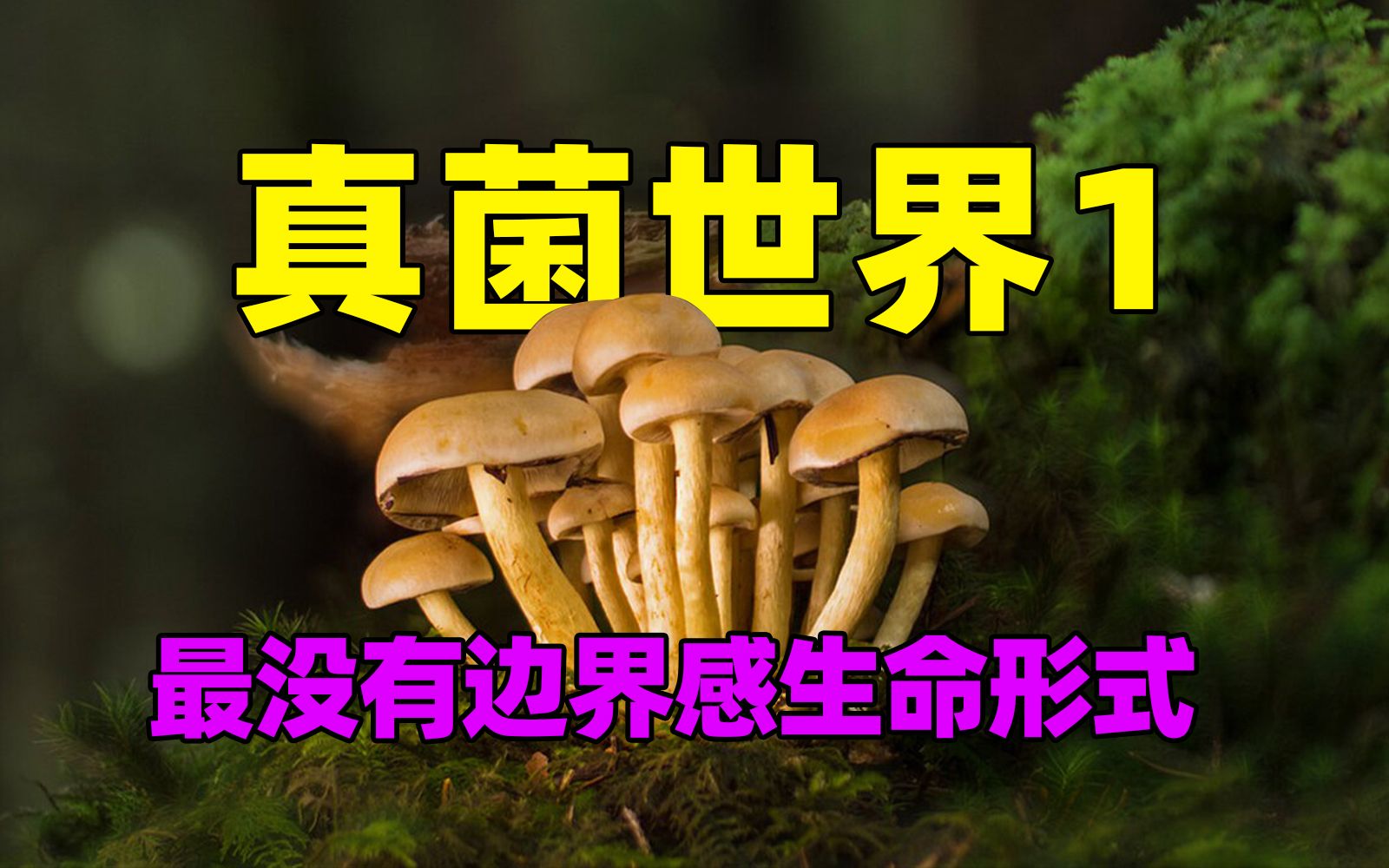 真菌世界1: 最没有边界感的生命形式万物互联互为因果哔哩哔哩bilibili