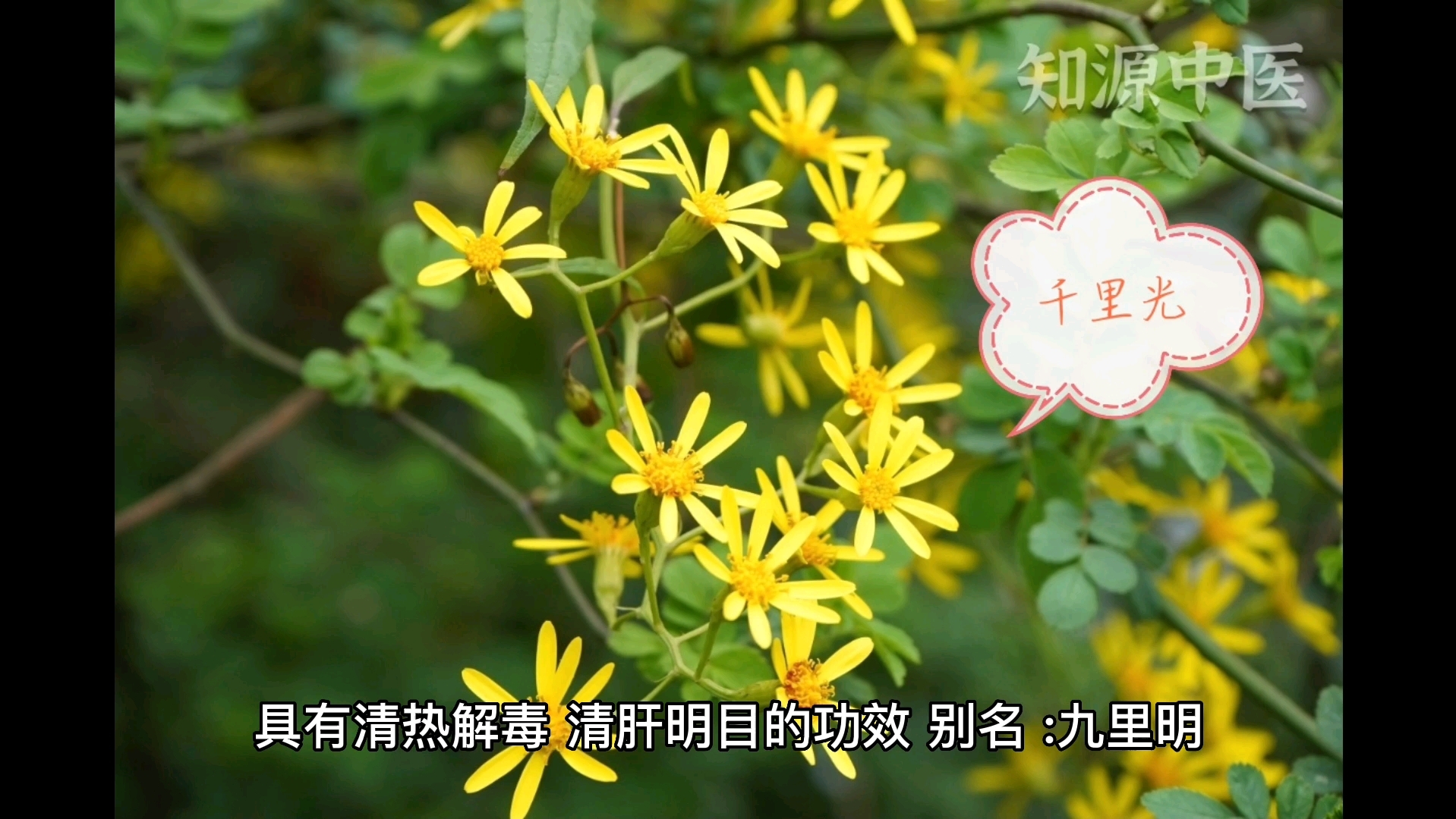 中药笔记-4.千里光