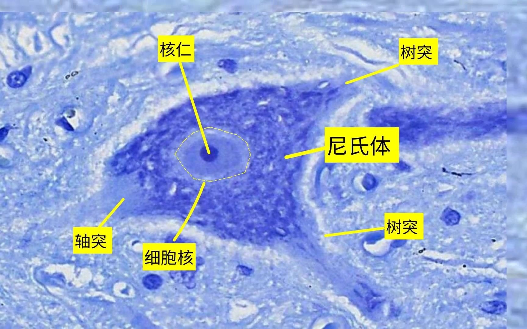《组织学与胚胎学》实验课讲解视频—神经组织-神经元
