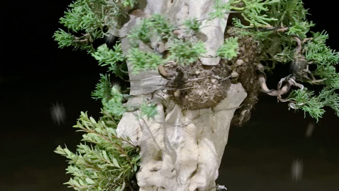 真柏附石组合先简单发个初步的定妆图下面还需要丰容