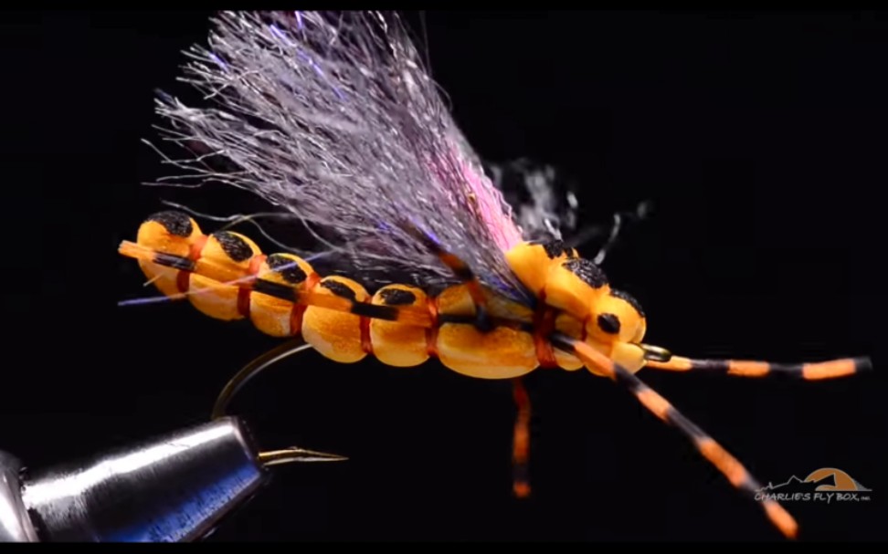 morningwood special by charlie craven