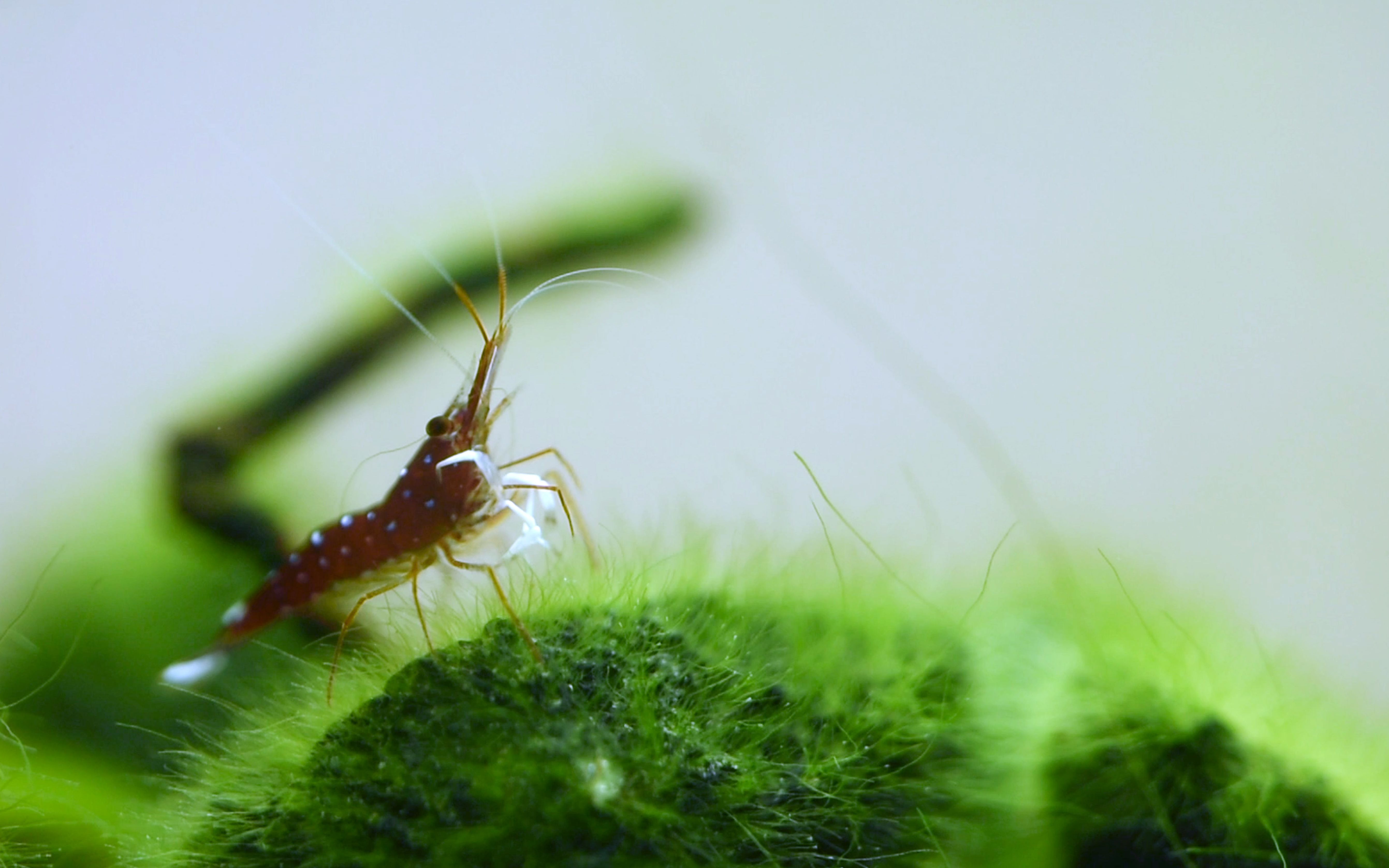 【寸小泽的生物角】微缸饲养苏虾尝试(下)哔哩哔哩bilibili