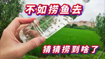 Download Video: 今天天气好，出门野采捞鱼，没想到还有惊喜，猜猜捞到什么了