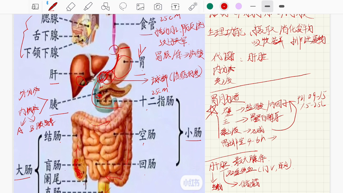 消化系统解剖哔哩哔哩bilibili