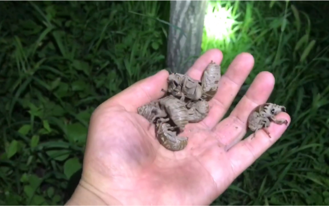 全家总动员去抓知了猴,抓了62只大的,2只小的