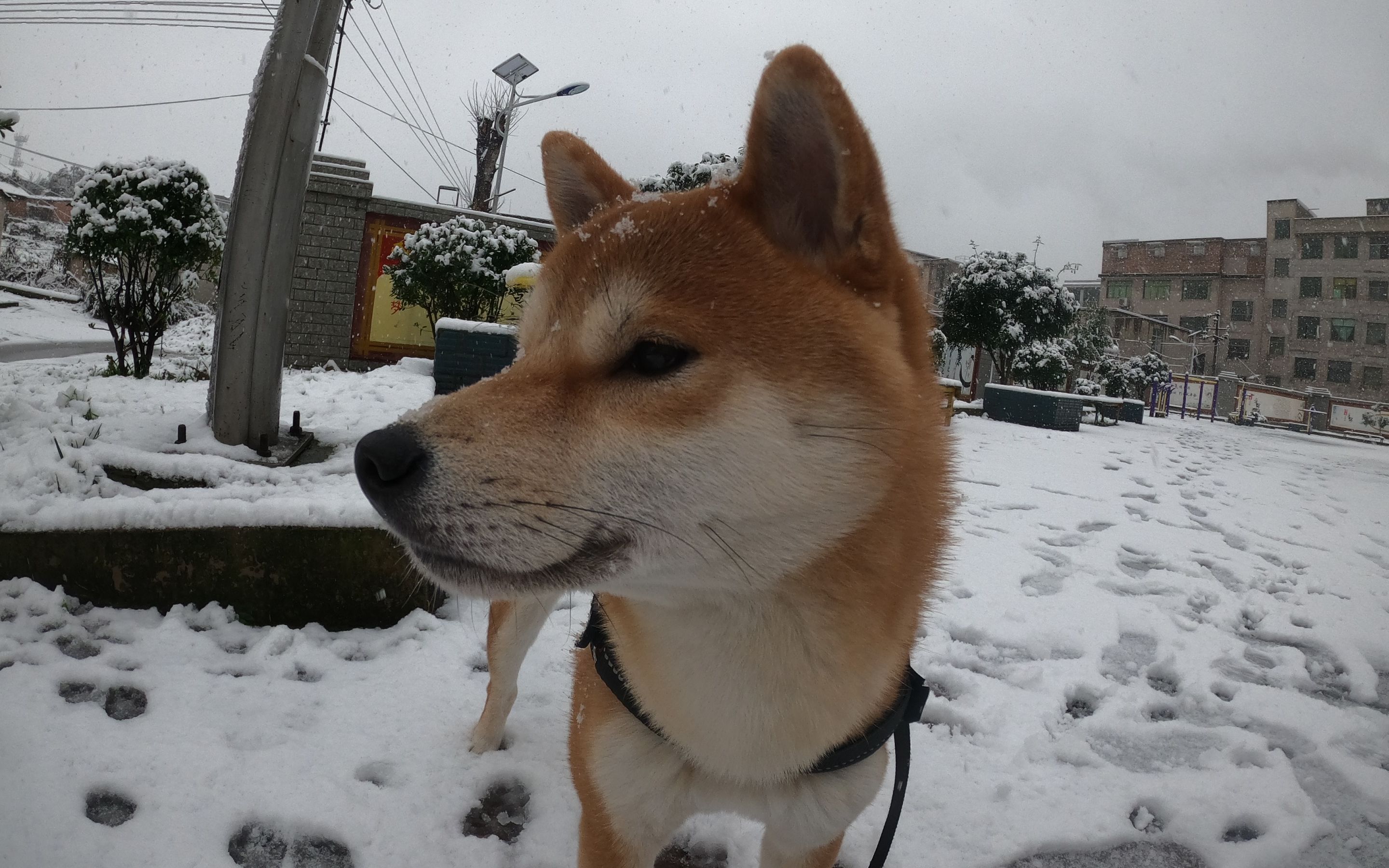 【首次投稿】奔跑在雪地里的小萨博