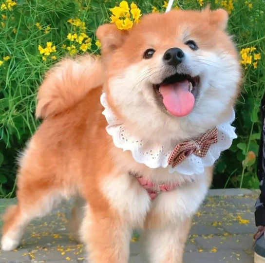 天真可爱的小黄狗狗