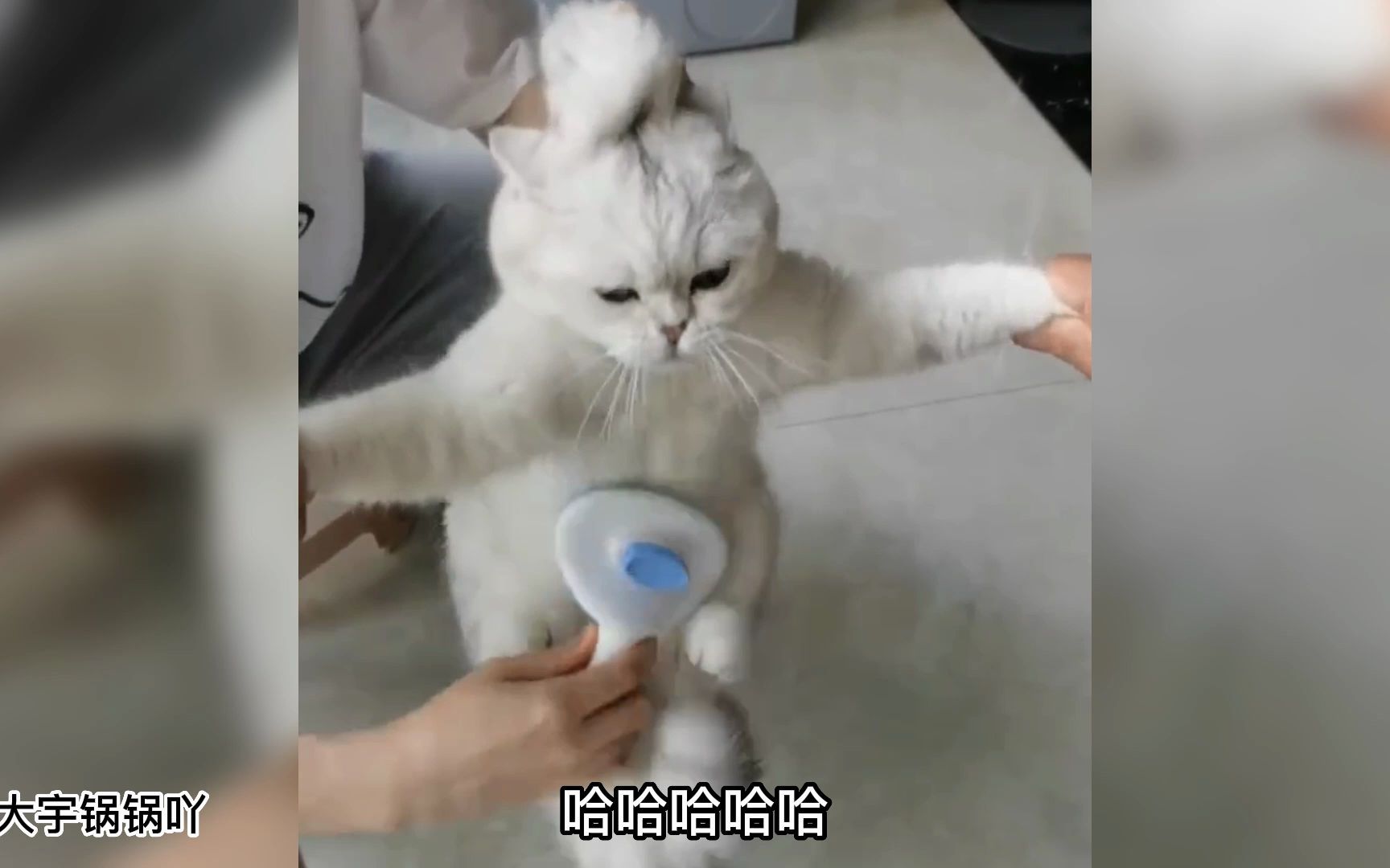 [图]猫：下辈子我也要这么对你！