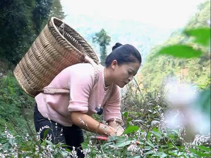 贵州甜米酒的制作方法,先用这几种野草自制酒曲,再用上乘糯米发酵,用它酿出来的米酒好喝不上头,入口香甜哔哩哔哩bilibili