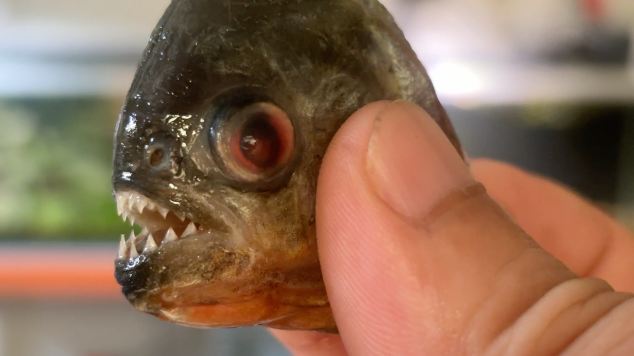 食人鱼咬破手指,为了解恨鱼头熬汤鱼身让食同类吃掉