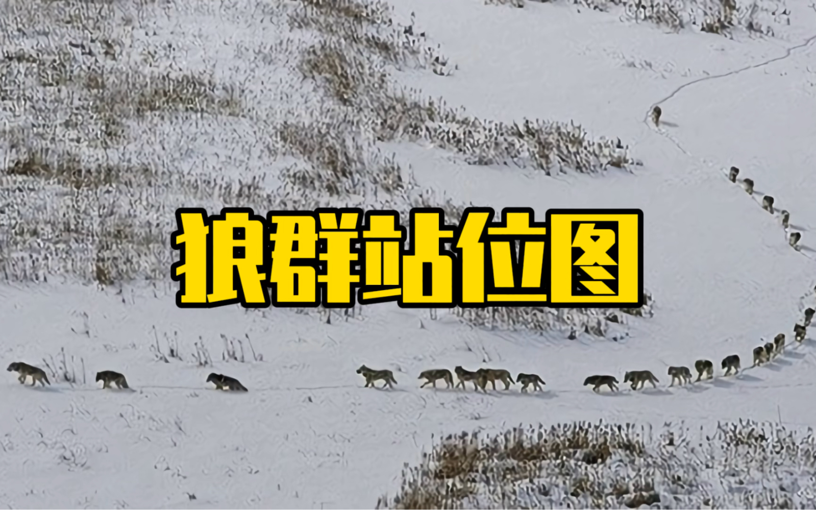 这张狼群的站位图体现出狼群的智慧令人折服