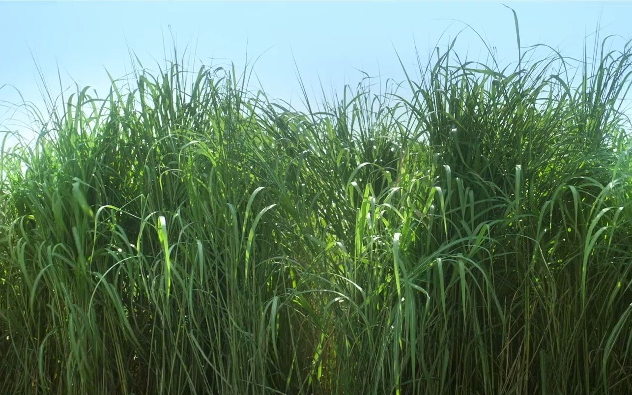 [图]【空镜】高草丛中 —— 草