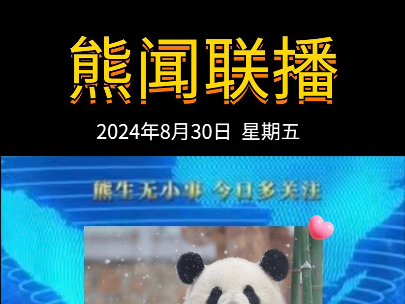 《熊闻联播》|带你了解天下熊事,2024.8.30熊圈又发生了什么?(原视频素材来源网络)哔哩哔哩bilibili