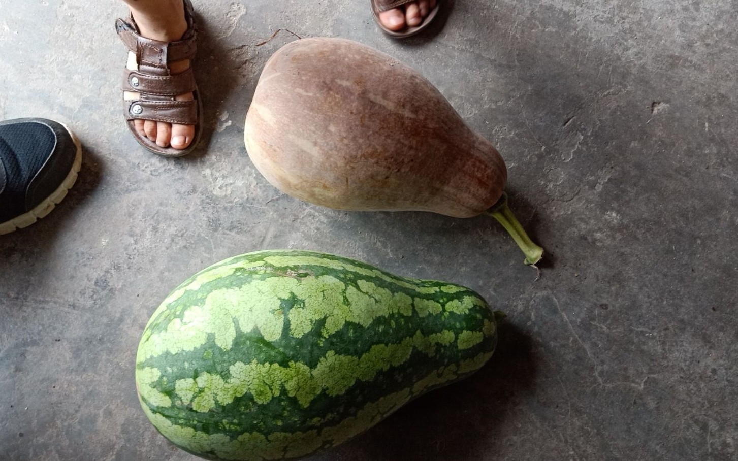 切开一个长得像南瓜的西瓜