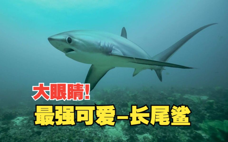 鲨中剑客,强如闪电:用尾巴拍晕猎物的最强"长尾鲨"
