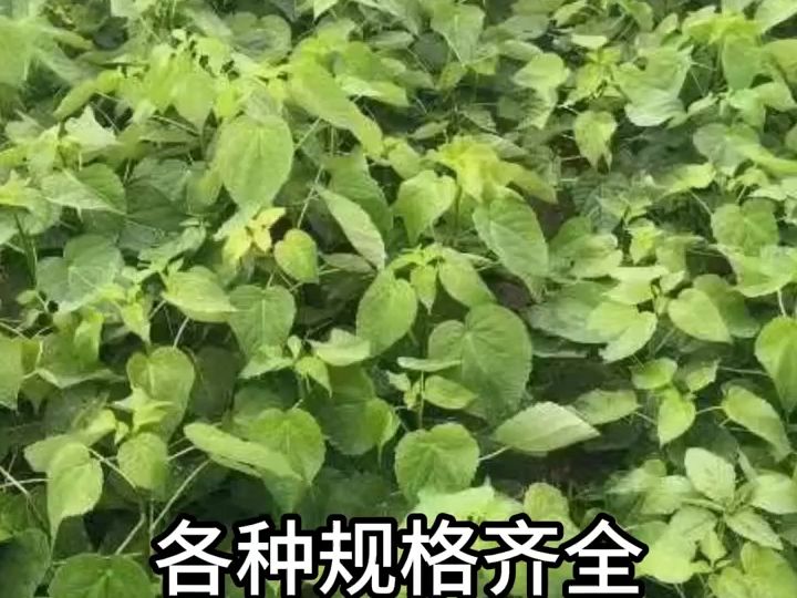 大量出售供应毛叶山桐子树苗,有意者电话联系哔哩哔哩bilibili