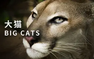 Descargar video: 【纪录片】大猫 Big Cats 03 大猫的科学