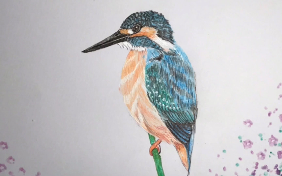 手绘#每日一画#翠鸟#自学画画