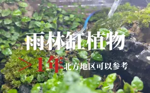 Video herunterladen: 【干货分享】能存活一年以上的小型雨林缸植物推荐