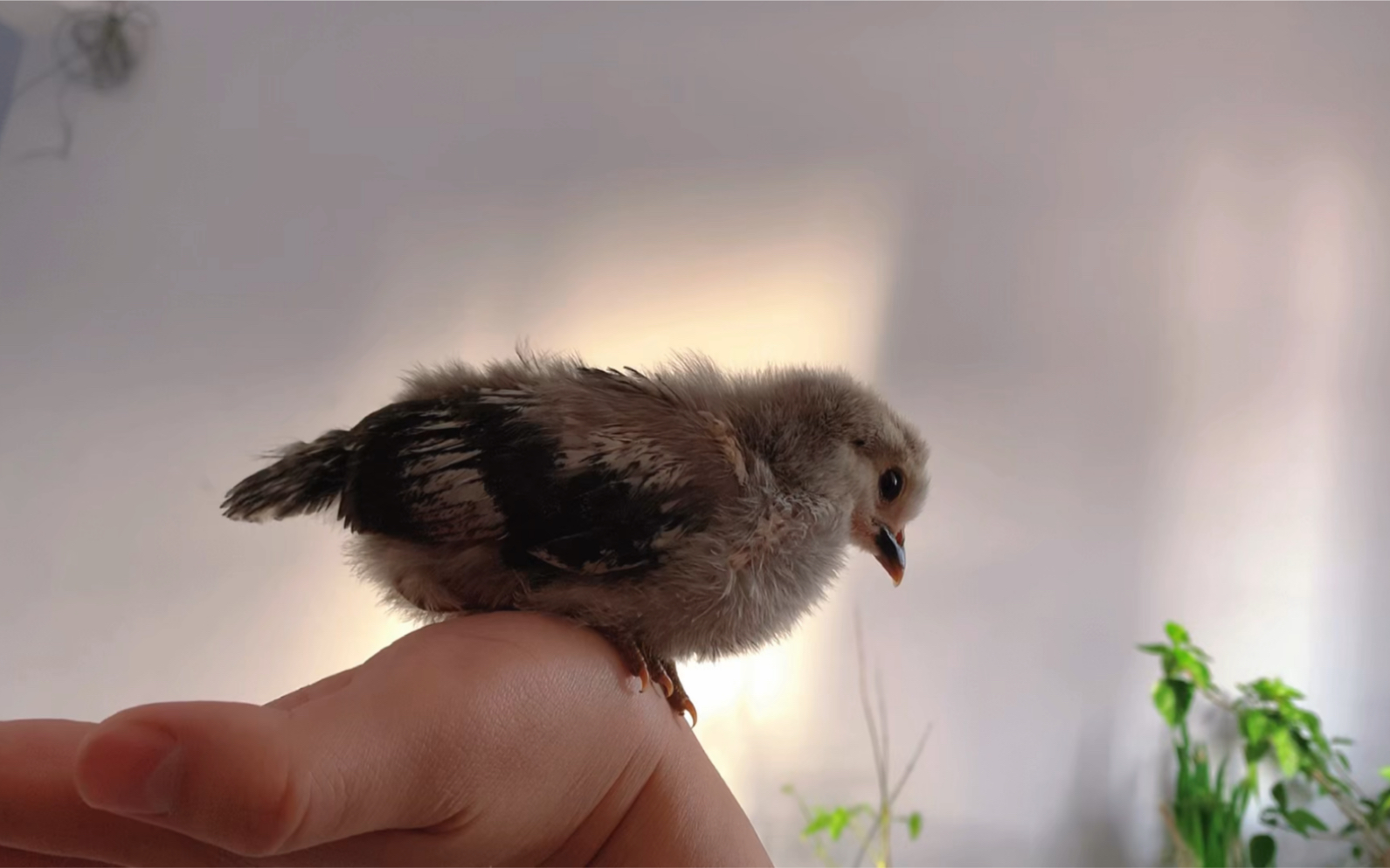 [图]鹊山鸡 我们这俗称花公鸡