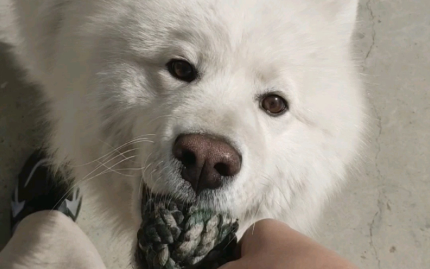 [小九] 萨 巡回 摩耶