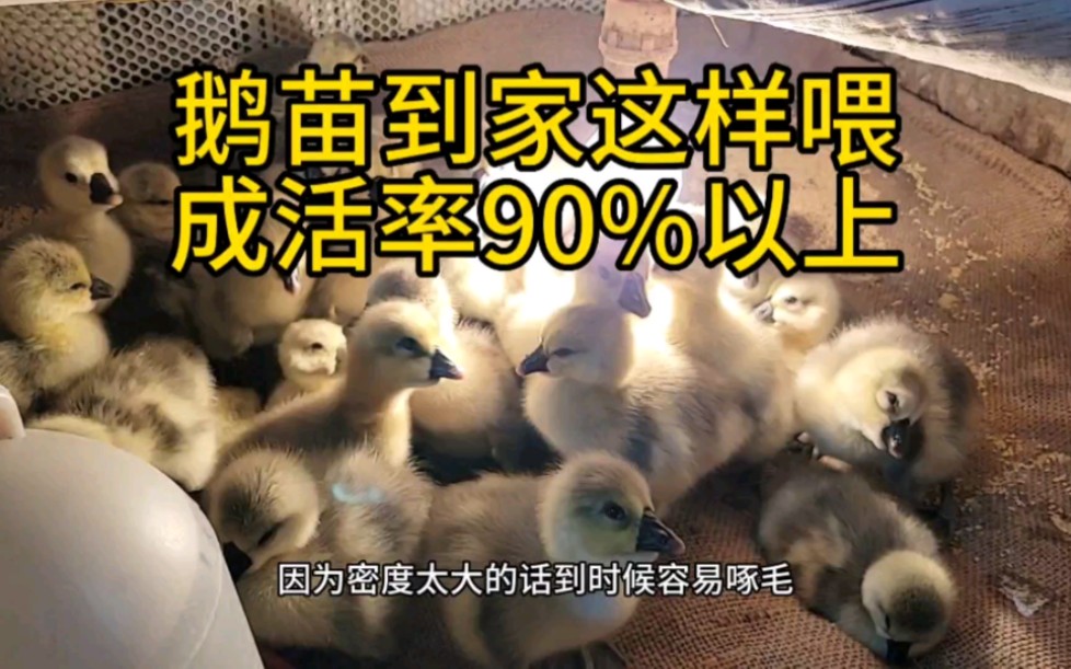 鹅苗到家这样喂,成活率90%以上哔哩哔哩bilibili